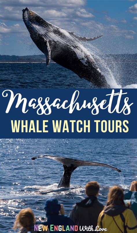 whalw watching|best time for whale watching in massachusetts.